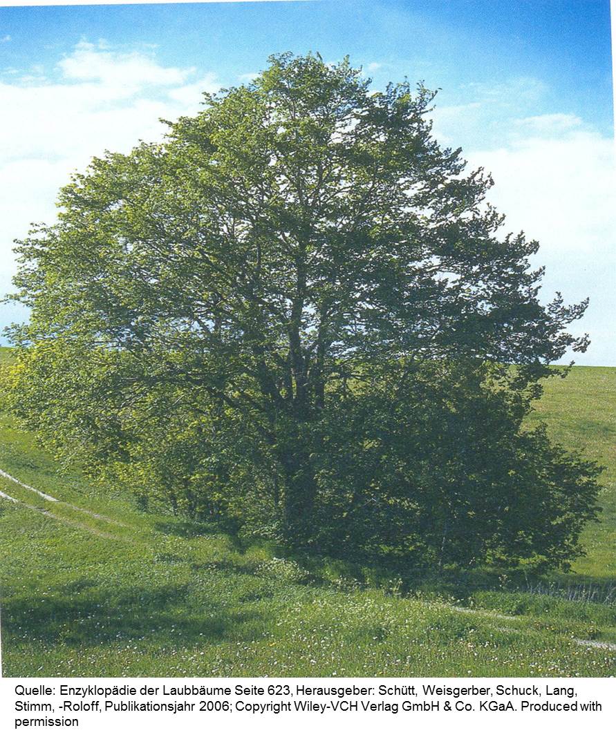 Bergulme Baum des JahresWeg